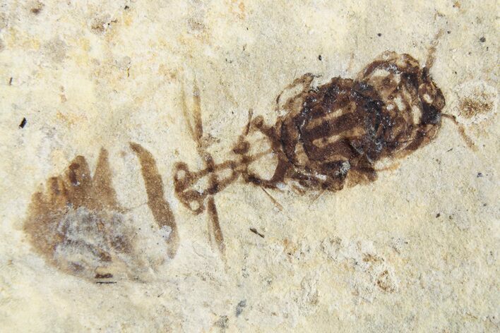 Fossil Insect (Hymenoptera) - France #256024